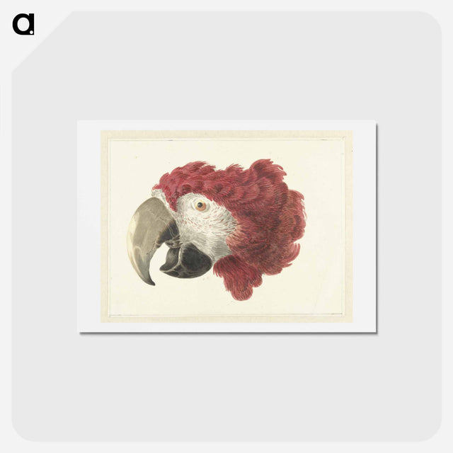 アートポストカード-Head of a Macaw - アールト シューマン Postcard.