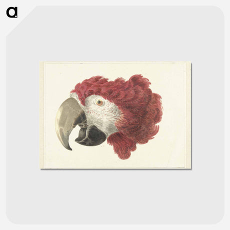 アートポストカード-Head of a Macaw - アールト シューマン Postcard.