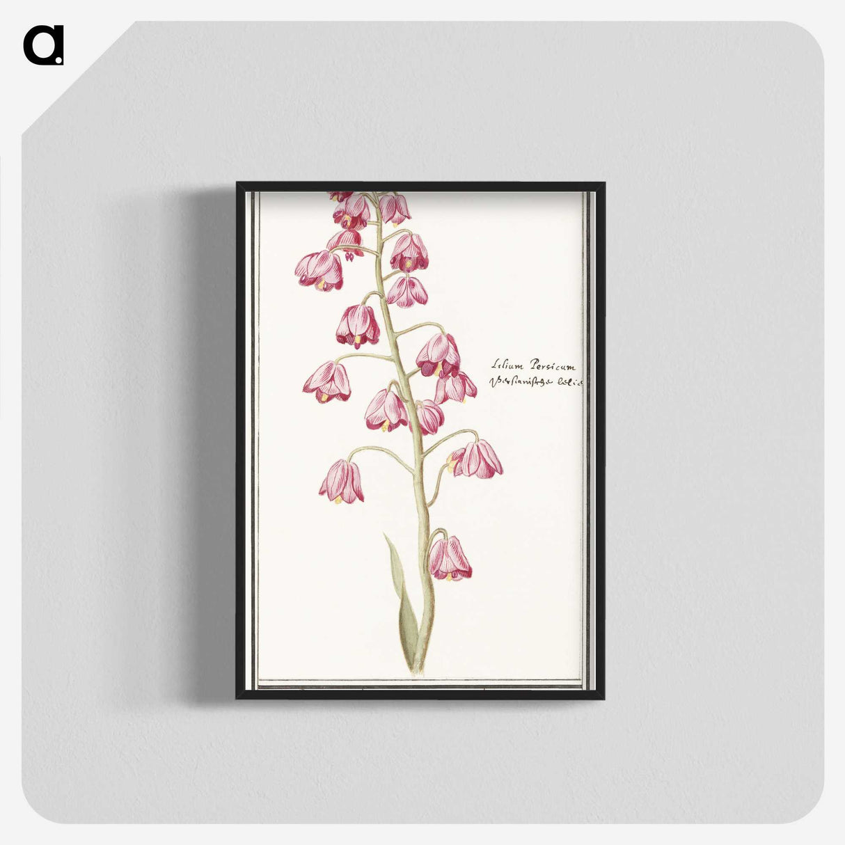 1-21_Anselmus-Boetius-de-Boodt_blk-crop