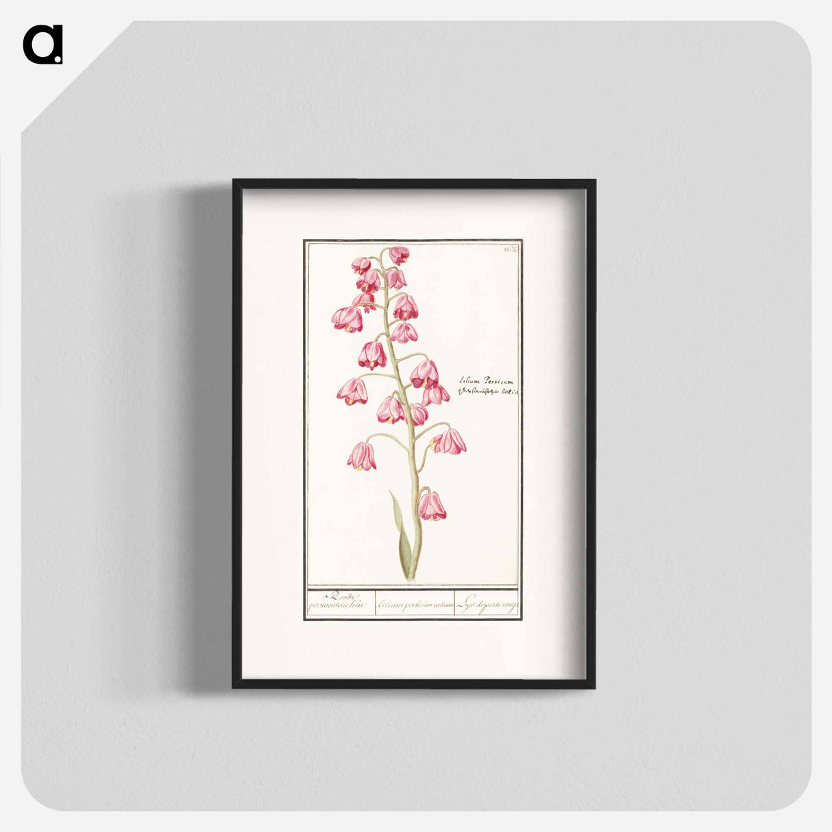 Persian lily - アンセルムス ボエティウス デ ブート Poster.