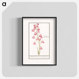 Persian lily - アンセルムス ボエティウス デ ブート Poster.