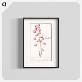アートポスター-Persian lily - アンセルムス ボエティウス デ ブート Poster.