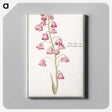 1-21_Anselmus-Boetius-de-Boodt_canvas
