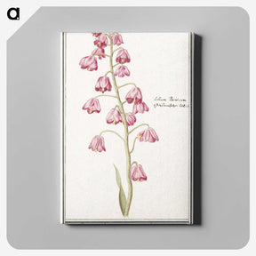 1-21_Anselmus-Boetius-de-Boodt_canvas