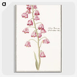 1-21_Anselmus-Boetius-de-Boodt_picture-crop