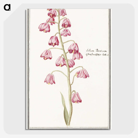 1-21_Anselmus-Boetius-de-Boodt_picture-crop