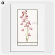 1-21_Anselmus-Boetius-de-Boodt_picture