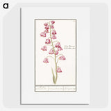 1-21_Anselmus-Boetius-de-Boodt_picture