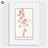 Persian lily - アンセルムス ボエティウス デ ブート Poster.