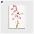 1-21_Anselmus-Boetius-de-Boodt_postcard
