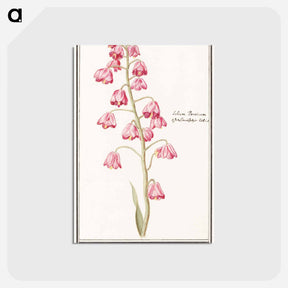 アートポストカード-Persian lily - アンセルムス ボエティウス デ ブート Postcard.
