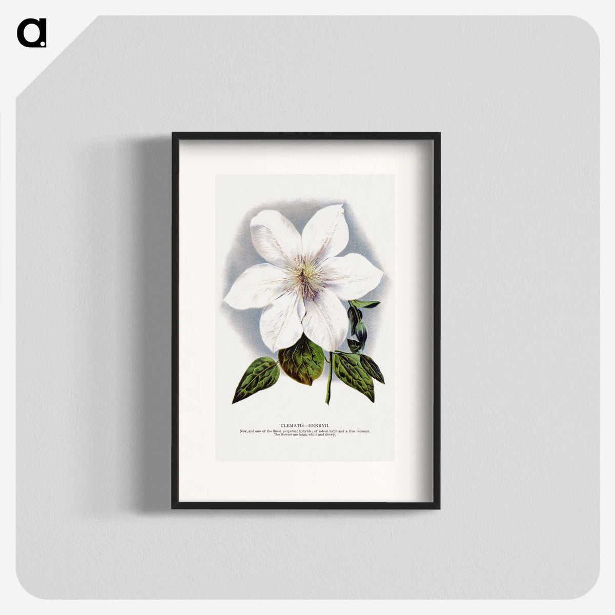 1-21_Botanical-Specimen-Plates_blk