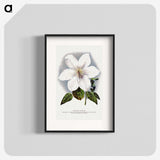 1-21_Botanical-Specimen-Plates_blk