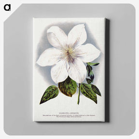 1-21_Botanical-Specimen-Plates_canvas