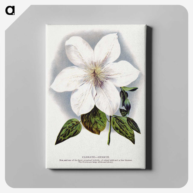 1-21_Botanical-Specimen-Plates_canvas