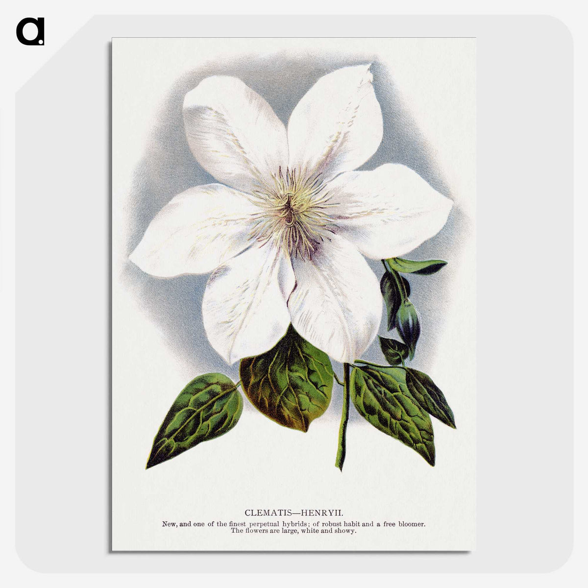 1-21_Botanical-Specimen-Plates_picture-crop