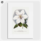 1-21_Botanical-Specimen-Plates_picture