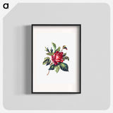 アートポスター-Rose from Poets in the Garden
 - 大英図書館 Poster.