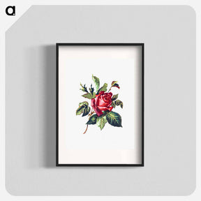アートポスター-Rose from Poets in the Garden
 - 大英図書館 Poster.