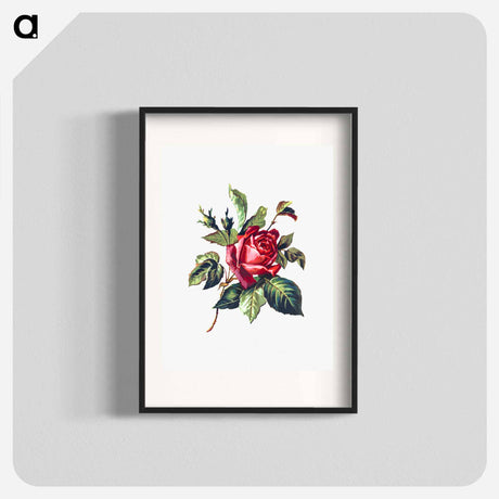 アートポスター-Rose from Poets in the Garden
 - 大英図書館 Poster.