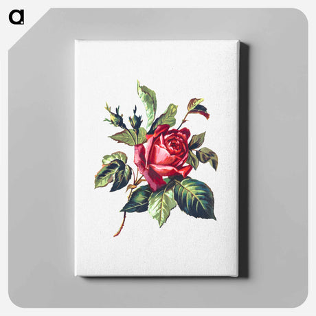 アートパネル-Rose from Poets in the Garden
 - 大英図書館 Canvas.