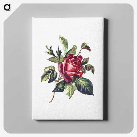 1-21_British-Library_canvas