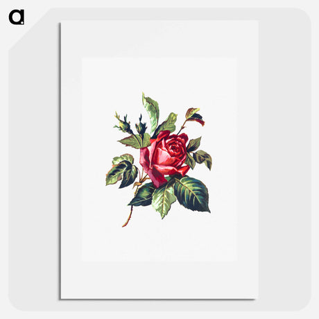 アートポスター-Rose from Poets in the Garden
 - 大英図書館 Poster.
