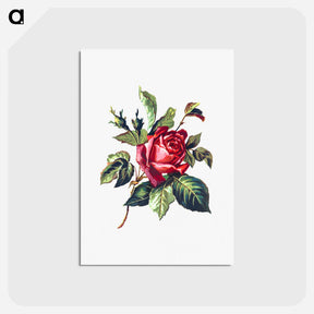 アートポストカード-Rose from Poets in the Garden
 - 大英図書館 Postcard.