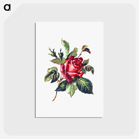 アートポストカード-Rose from Poets in the Garden
 - 大英図書館 Postcard.