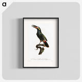 1-21_Des-Oiseaux-de-Paradis_blk