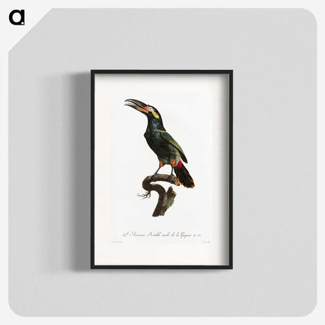 1-21_Des-Oiseaux-de-Paradis_blk