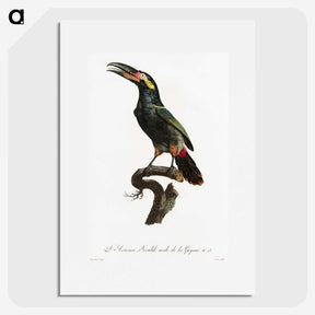 1-21_Des-Oiseaux-de-Paradis_picture