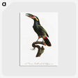 1-21_Des-Oiseaux-de-Paradis_postcard