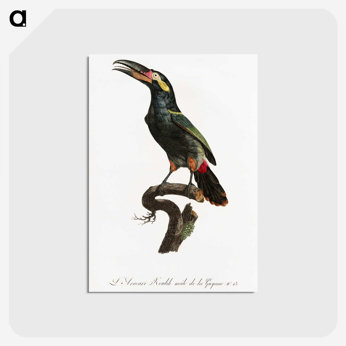 1-21_Des-Oiseaux-de-Paradis_postcard