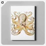 Vintage octopus marine life illustration - エルンスト ヘッケル Canvas.