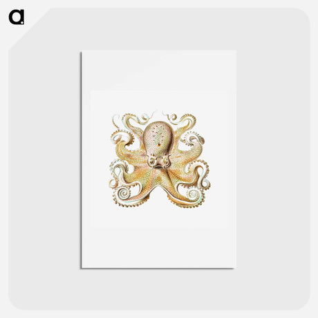 アートポストカード-Vintage octopus marine life illustration - エルンスト ヘッケル Postcard.