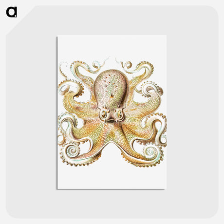 アートポストカード-Vintage octopus marine life illustration - エルンスト ヘッケル Postcard.