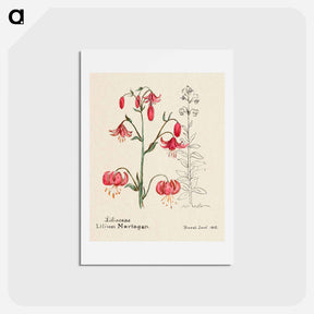 アートポストカード-Lily
 - サボテン科 Postcard.