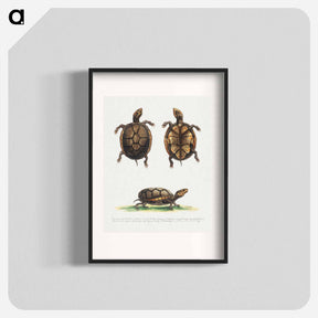 アートポスター-Small Mud Tortoise
 - ジョージ エドワーズ Poster.