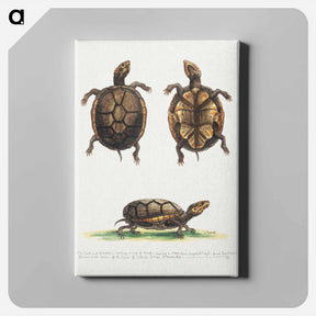 アートパネル-Small Mud Tortoise
 - ジョージ エドワーズ Canvas.