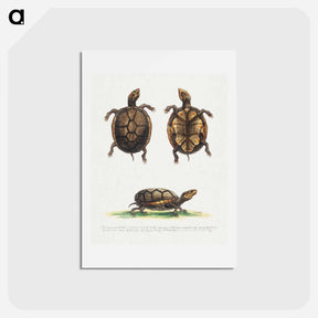 アートポストカード-Small Mud Tortoise
 - ジョージ エドワーズ Postcard.