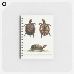 アートメモ帳-Small Mud Tortoise
 - ジョージ エドワーズ Memo.