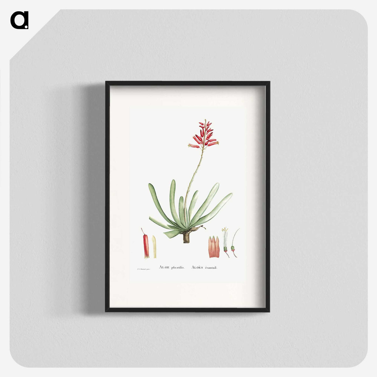 1-21_Histoire-des-Plantes-Grasses_blk