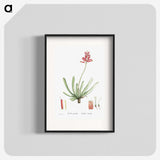 1-21_Histoire-des-Plantes-Grasses_blk