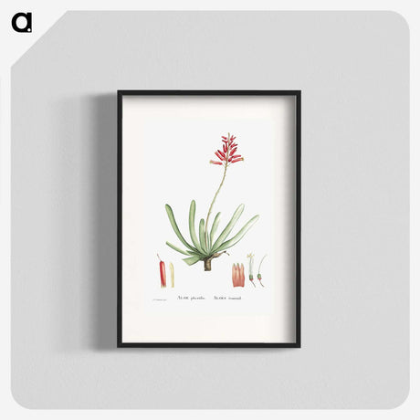 1-21_Histoire-des-Plantes-Grasses_blk