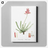 1-21_Histoire-des-Plantes-Grasses_canvas