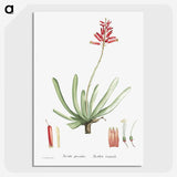 1-21_Histoire-des-Plantes-Grasses_picture-crop