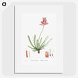 1-21_Histoire-des-Plantes-Grasses_picture