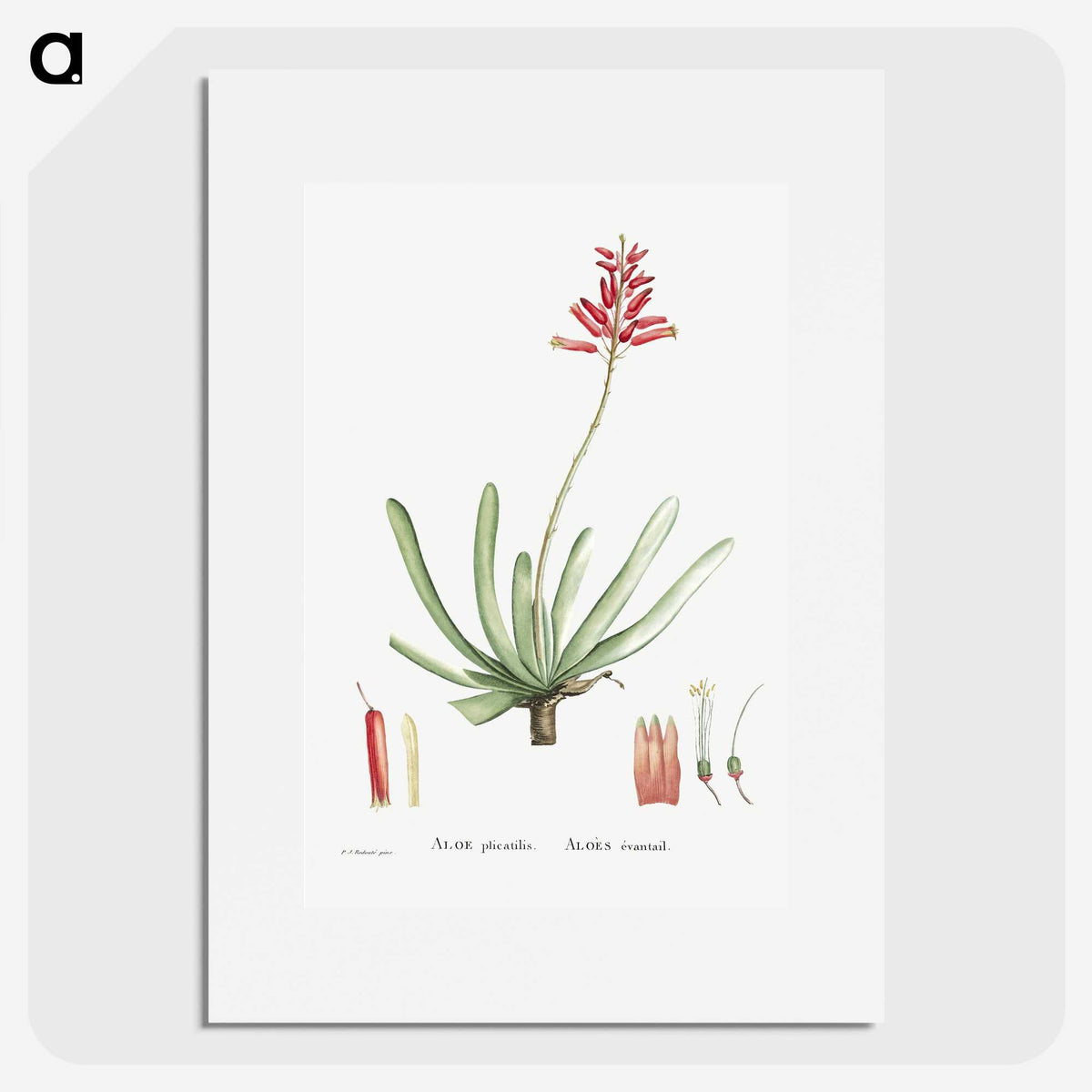 1-21_Histoire-des-Plantes-Grasses_picture