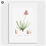 1-21_Histoire-des-Plantes-Grasses_picture